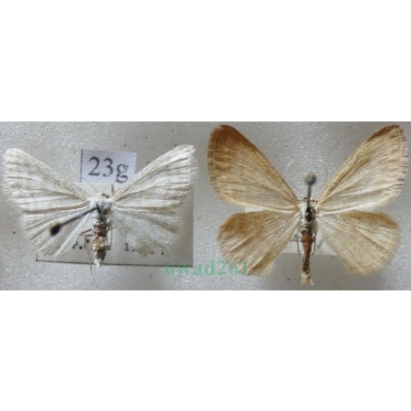 Idaea pallidata (Denis & Schiffermüller, 1775) pair Krocznik blednik Czech23g